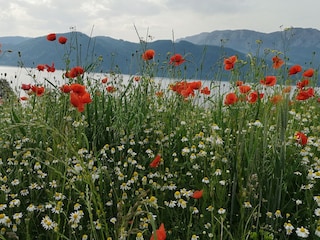 Appartamento per vacanze Nußdorf am Attersee Registrazione all'aperto 19