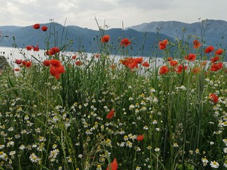 Holiday apartment Nußdorf am Attersee Outdoor Recording 19