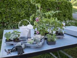 Appartamento per vacanze Nußdorf am Attersee Registrazione all'aperto 11