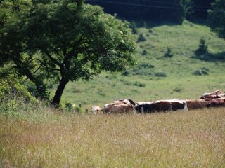 Appartamento per vacanze Nußdorf am Attersee Ambiente 36