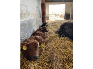 Galloways im "Winterquartier"