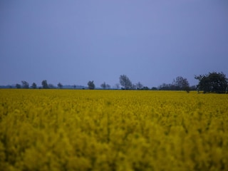 Rapsblüte