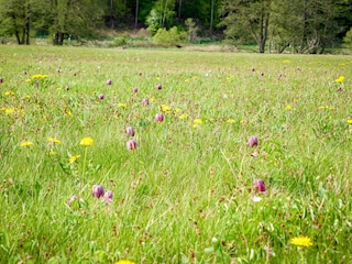 Schachbrettblumenwiese