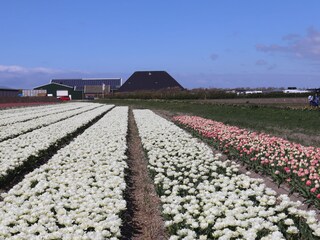 Ferienwohnung Julianadorp Umgebung 14
