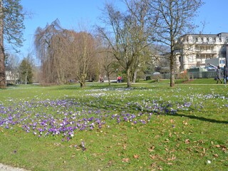 Frühling Allee