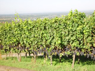 Varnhalter Rotwein