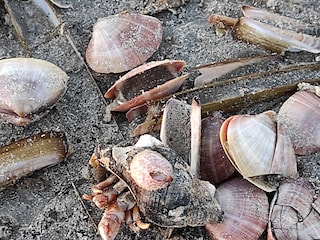 besondere Funde am Strand