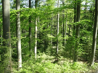 Ausgedehnte naturnahe Wälder