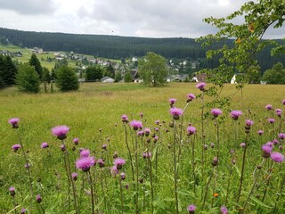 artenreiche Bergwiesen