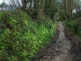 Vakantiehuis St. Austell Buitenaudio-opname 13