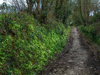 Vakantiehuis St. Austell Buitenaudio-opname 3