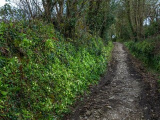 Vakantiehuis St. Austell Buitenaudio-opname 6