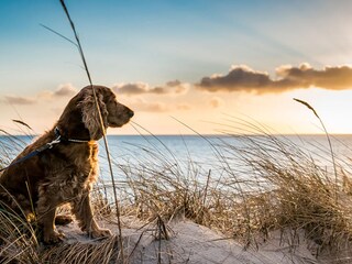 Urlaub mit Hund BeachHouse AAN ZEE