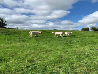 Chalet Malton Environnement 32