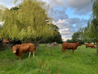 Chalet Malton Ambiente 25