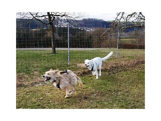 Spielfreude im Hundeauslauf