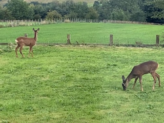 Chalet Hexham Umgebung 30