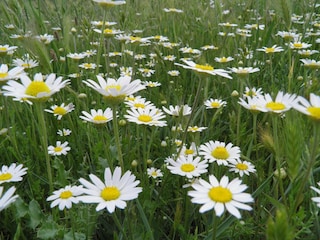 Maison de vacances Vega de Santa María Environnement 13