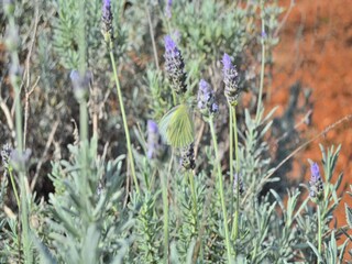 Appartement Santa Margalida  32