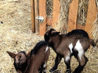 Appartamento Atur  12