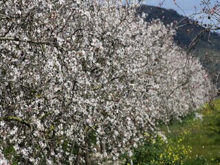 Apartamento Santa Margalida  34