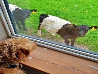 Holiday cottage Lealholm Outdoor Recording 5