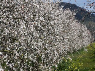 Appartement Santa Margalida  37