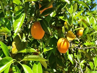 Appartamento Sineu  21