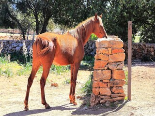 Appartamento Son Serra de Marina  16