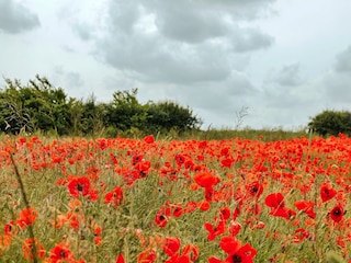 Chalet Burnham Overy Staithe Outdoor Recording 6