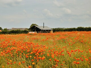 Chalet Burnham Overy Staithe Außenaufnahme 4