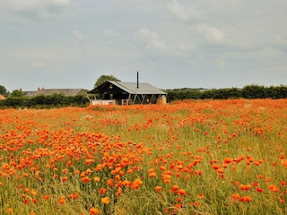 Chalet Burnham Overy Staithe Outdoor Recording 1