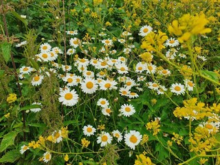 Holiday cottage Newton Abbot Environment 25