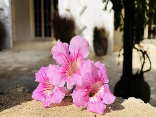 Apartment Es Canutells  90