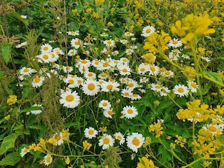 Holiday cottage Newton Abbot Environment 12