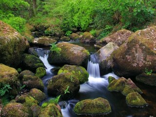 Vakantiehuisje Newton Abbot Omgeving 7