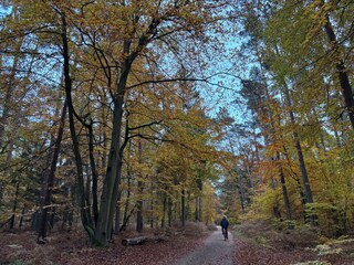 Durch den Herbstwald zum Ostsee Strand