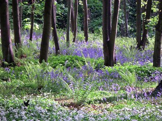 Maison de vacances Saltburn by the sea Environnement 14