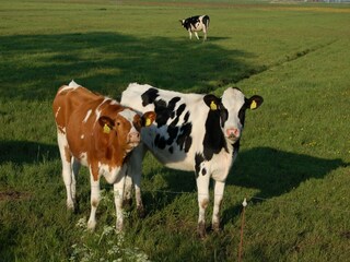 Casa per le vacanze Workum Ambiente 30