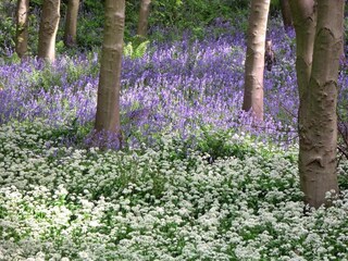 Maison de vacances Saltburn by the sea Environnement 13