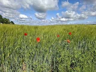 Kornfeld