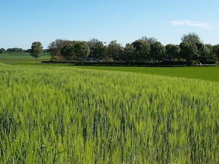 Blick zum Hof aus Richtung Haffweg