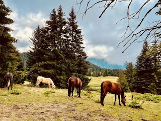 Appartement Chamrousse Environnement 23