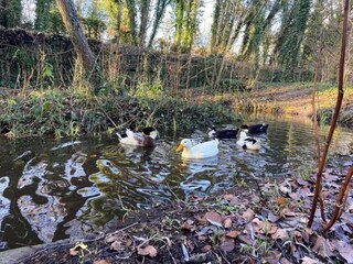 Chalet Petersfield Environnement 34