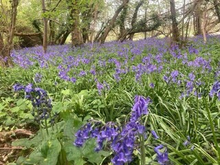 Chalet Petersfield Ambiente 35