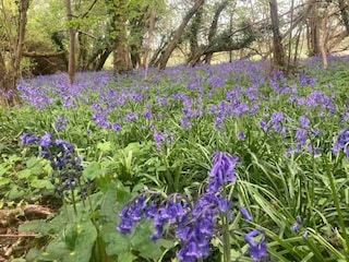 Chalet Petersfield Environment 22