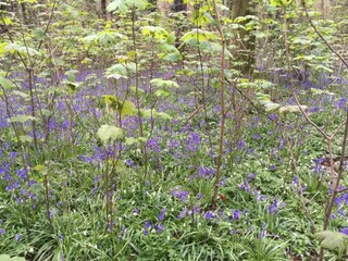 Chalet Petersfield Ambiente 21