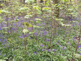 Chalet Petersfield Environment 24