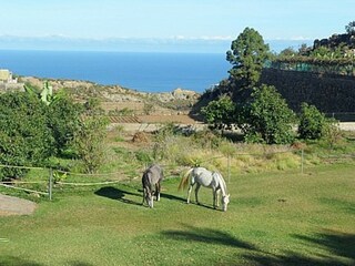 Finca La Guancha Buitenaudio-opname 11