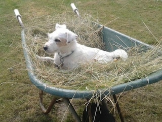 Ferienhaus Renesse Außenaufnahme 19